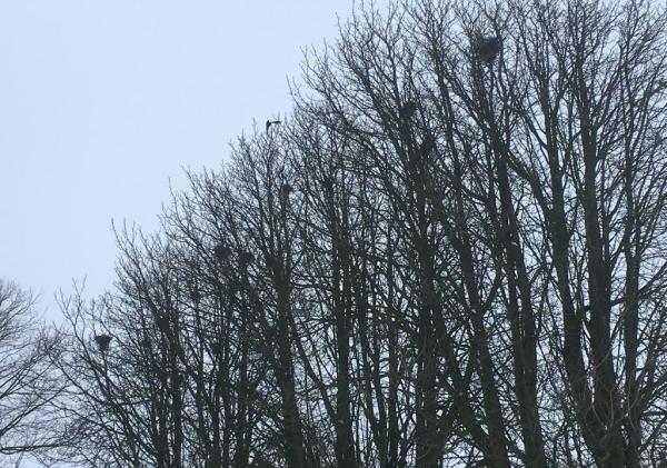 Roeken in Appingedam