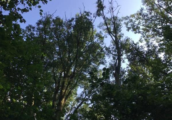 Een foto van bomen. De foto is gemaakt van onderaf naar boven gericht. Je ziet ook een stuk blauwe lucht boven de bomen.