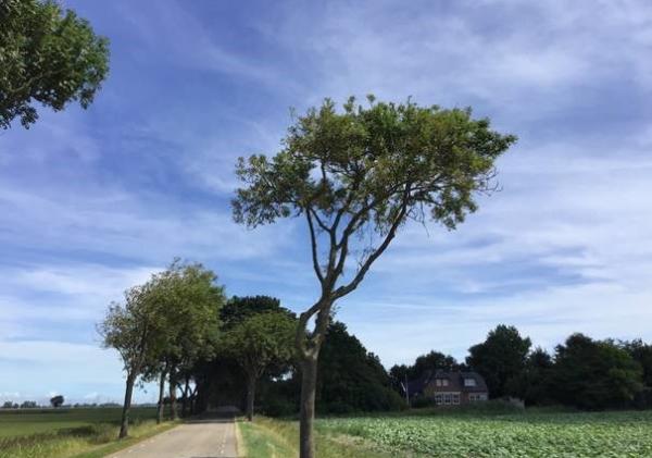 Een foto van een boom langs een weg.