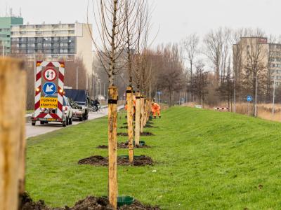 Vers geplante bomen langs de Kustweg en Waddenweg in Delfzijl.