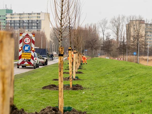 Vers geplante bomen langs de Kustweg en Waddenweg in Delfzijl.